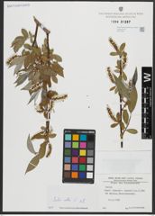 Foto von Salix alba L.